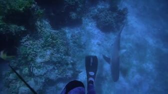 Shark Attack Files S02E04 WEB H264-RBB